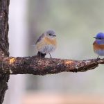 On Wings of Love