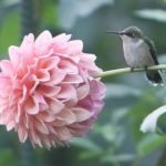 A Hummingbird Teaches Patience