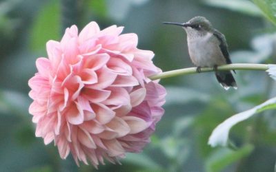 A Hummingbird Teaches Patience