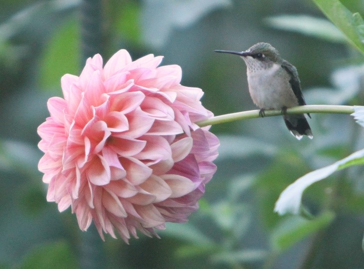 A Hummingbird Teaches Patience