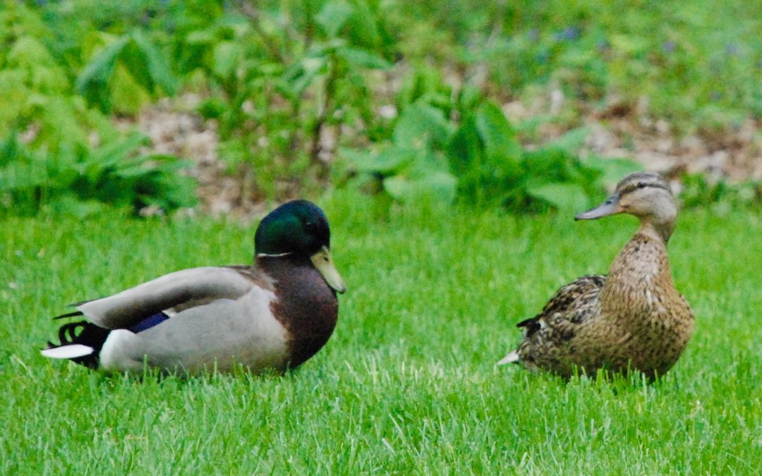 A Duck Receives a Small Act of Kindness