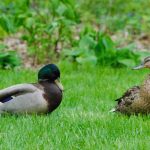 A Duck Receives a Small Act of Kindness