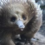 A Town Slows Down to Save an Echidna