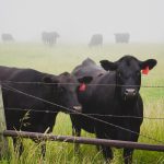 A Golden Moment in the Cow Pasture