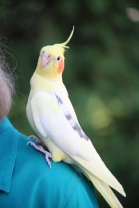 alt="Yellow cockatiel bird with orange cheek, single gray feather, and black eyes looks into camera while perching like 'Sunshine on My Shoulders makes me happy' on green dress shoulder of female bird owner"