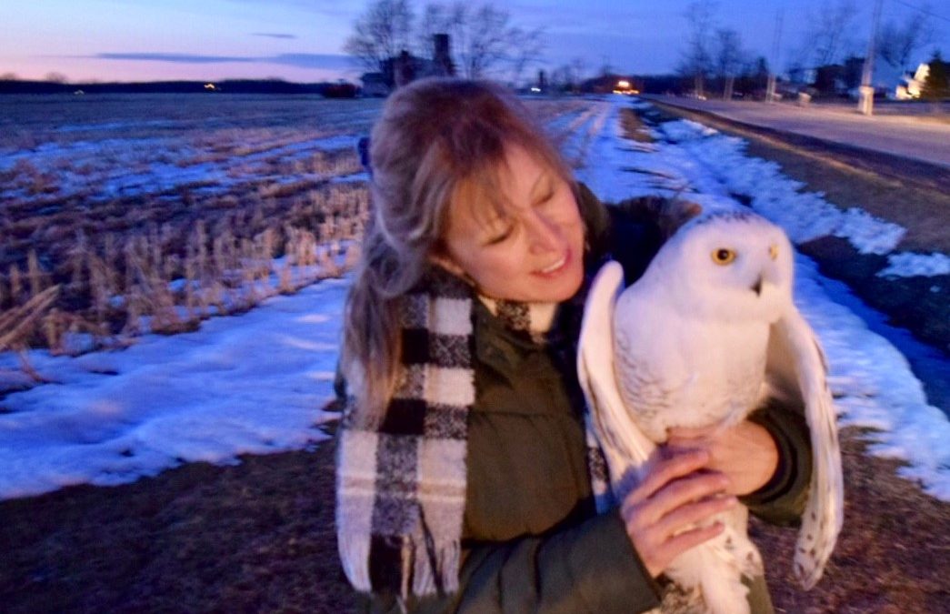 Adventure with a Snowy Owl