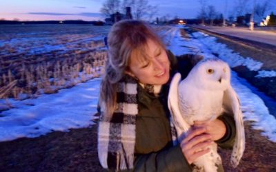 Adventure with a Snowy Owl