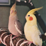 alt="Mated gray cockatiel and yellow cockatiel birds with orange cheeks perch on brown stick with white rope wrapped around it on porch with tree branch in background"