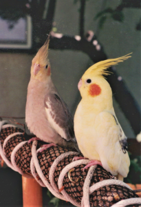 alt="Mated gray cockatiel and yellow cockatiel birds with orange cheeks perch on brown stick with white rope wrapped around it on porch with tree branch in background"