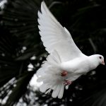 The Grateful Dove