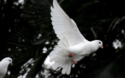 The Grateful Dove