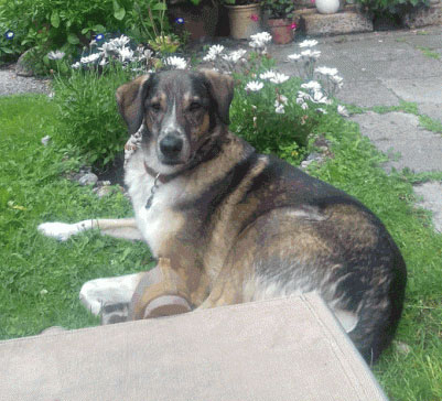 A Hungarian Street Dog Finds love