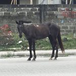 Singing “HU” to a Horse in Nigeria