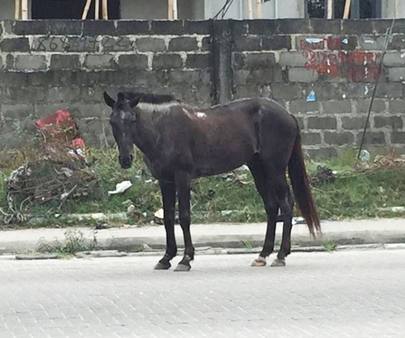 Singing “HU” to a Horse in Nigeria