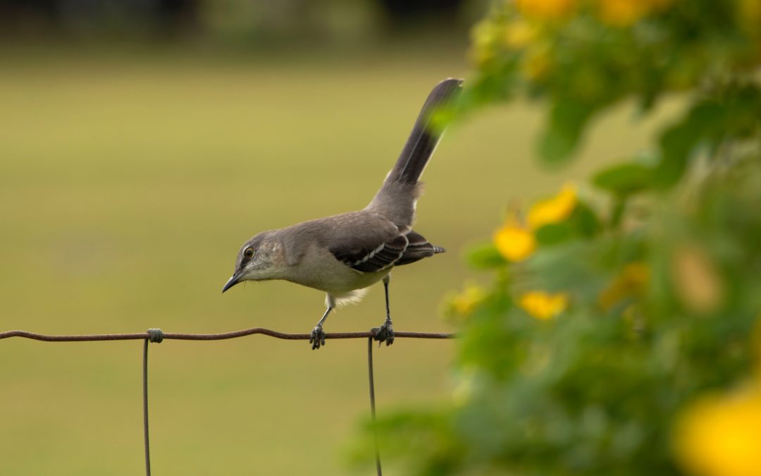 When a Mockingbird Sings