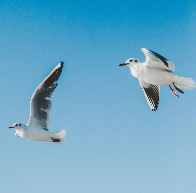 Seabird Rescue