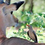 A Wider Audience Hears about Eckankar’s “Animals Are Souls” Blog