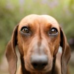 The Dog with a Hundred and Twenty Barks