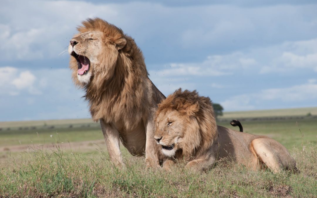 Homesick for the Lions of Kenya