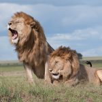 Homesick for the Lions of Kenya