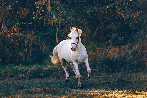 The Horse Who Opened My Heart to Love