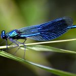 A Dragonfly Brings a Priceless Gift