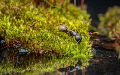 Ants Go to Church?