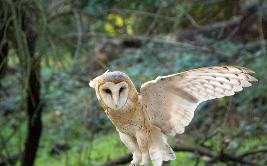 HU and the Young Barn Owl