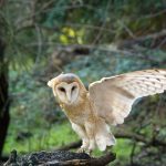 HU and the Young Barn Owl