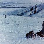 Releasing the Past with My Sled Dog