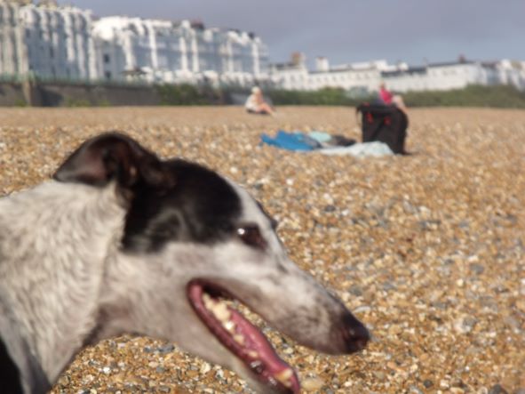 A Greyhound Named Tinkerbell Becomes a Magnet for Love