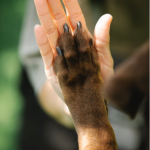 A Dog Brings Divine Love to a Woman in Need