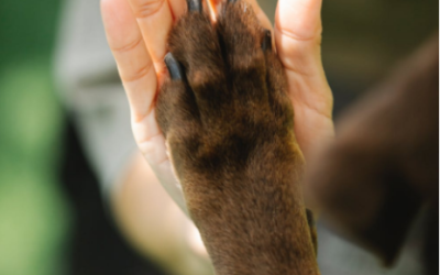 A Dog Brings Divine Love to a Woman in Need