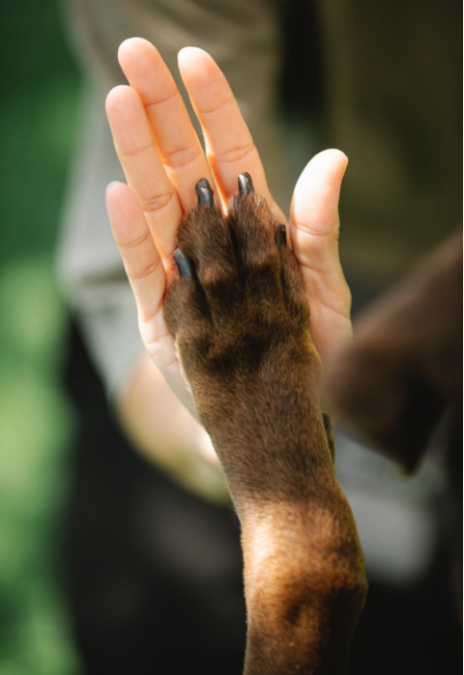 A Dog Brings Divine Love to a Woman in Need