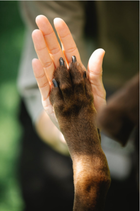 A Canine Brings Divine Like to a Lady in Want