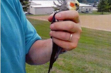 Rescuing Rosie, the Adventurous Cockatiel