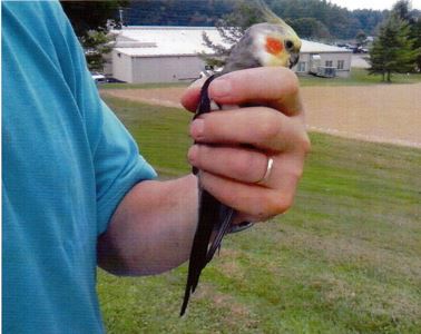 Rescuing Rosie, the Adventurous Cockatiel