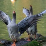 How Do You Teach Farm Geese to Fly?