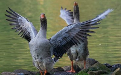 How Do You Teach Farm Geese to Fly?