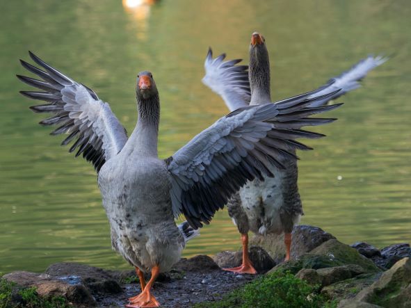 How Do You Teach Farm Geese to Fly?