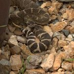 Sharing Shade with a Rattlesnake