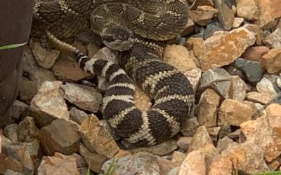 Sharing Shade with a Rattlesnake