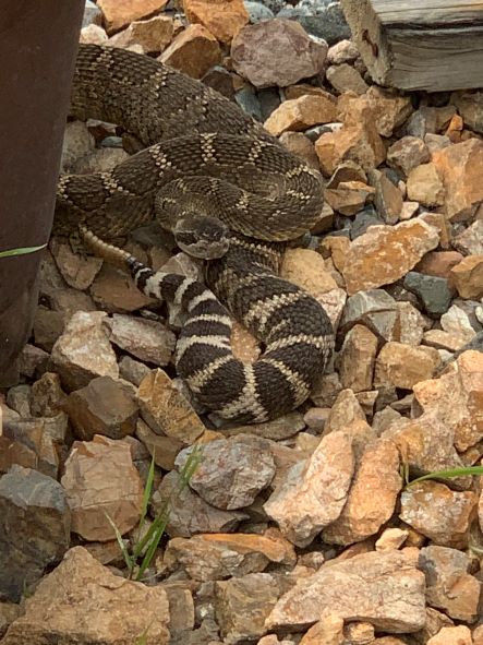 Sharing Shade with a Rattlesnake